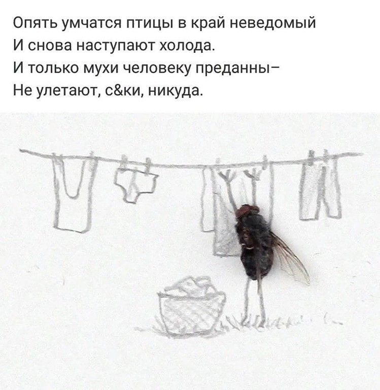 Опять умчатся птицы в край неведомый И снова наступают холода И только мухи человеку преданны Не улетают Ски никуда