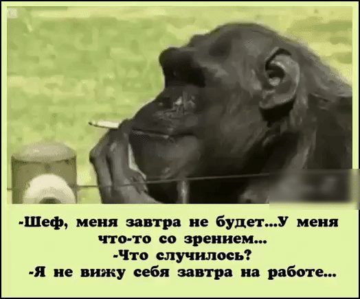 Шеф меня завтра не буди У меня чтото со зрением Что случилось я не вижу себя завтра на работе