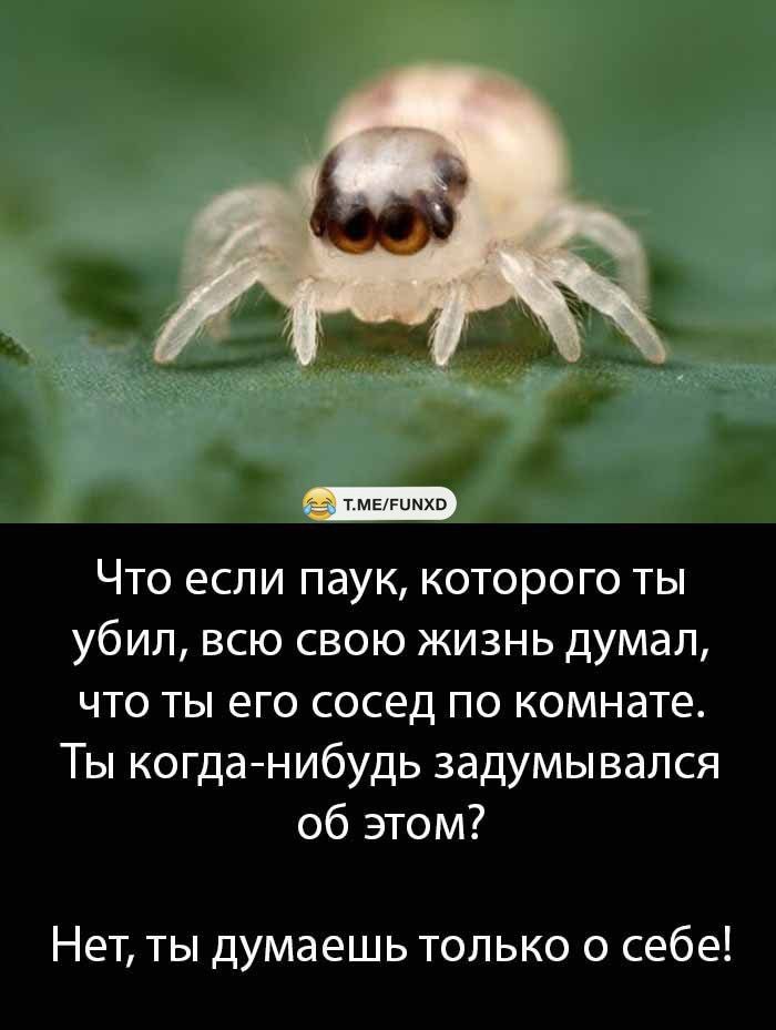 тмыгимхп Что если паук которого ты убил всю свою жизнь думал что ты его сосед по комнате Ты когда нибудь задумывался об этом Нет ты думаешь только о себе