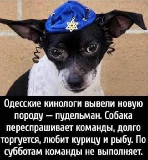 Одесские кинологи вывели новую породу пудельман Собака переспрашивает команды долго торгуется любит курицу и рыбу По субботам команды не выполняет