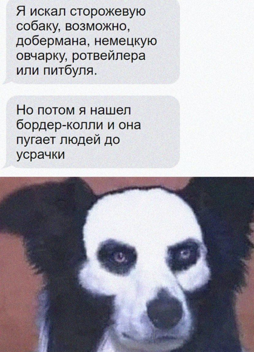 Я искал сторожевую собаку возможно добермана немецкую овчарку ротвейлера или питбуля Но потом я нашел бордер колли и она пугает людей до усрачки