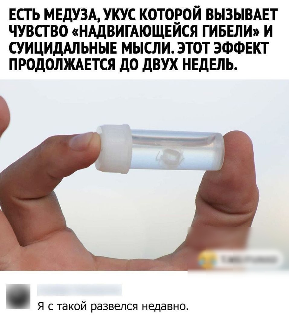 ЕСТЬ МЕДУЗА УКУС КОТОРОЙ ВЫЗЫВАЕТ ЧУВСТВО НАДВИГАЮЩЕЙСЯ ГИБЕЛИ И СУИЦИДАЛЬНЫЕ МЫСЛИ ЭТОТ ЭФФЕКТ ПРОДОЛЖАЕТСЯ дО ДВУХ НЕДЕЛЬ Я с такой развелся недавно