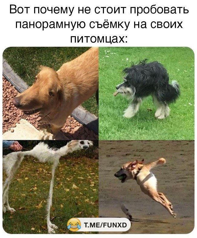 Вот почему не стоит пробовать панорамную съёмку на своих питомцах