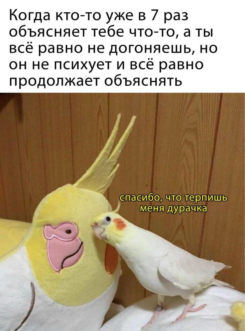Когда кто то уже в 7 раз объясняет тебе чтото а ты всё равно не догоняешь но он не психует и всё равно продолжает объяснять