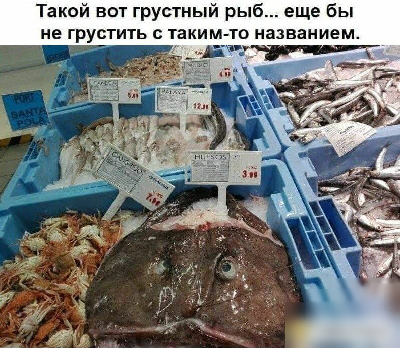Такой вот грустный рыб еще бы не грустить с таким то названием