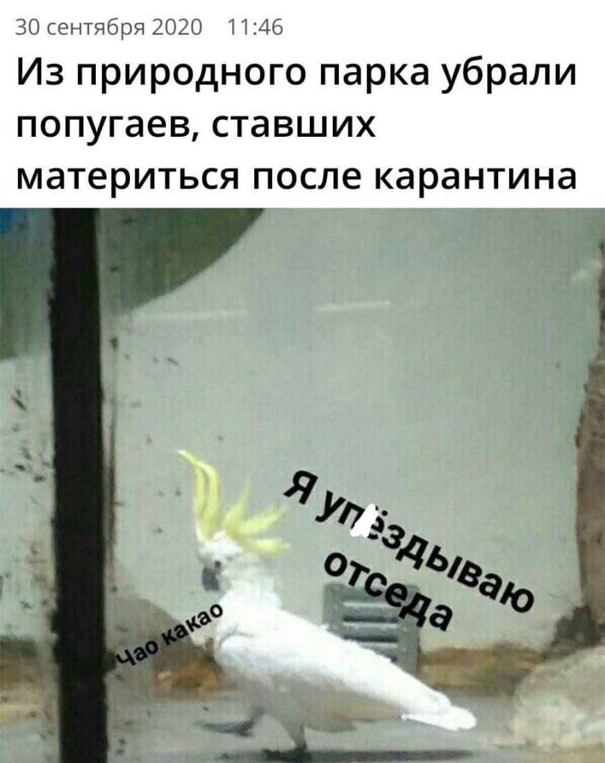 30 сентября 2020 1146 Из природного парка убрали ПОПУГдЭВ ставших МдТЭРИТЬСЯ после карантина _