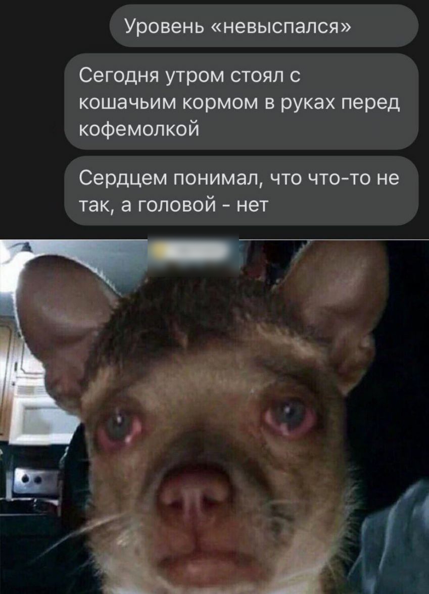 УРОВЕНЬ НЕВЫСПЭЛСЯ Сегодня утром стоял с кошачьим кормом в руках перед кофемолкой сердцем ПОНИМЭЛ ЧТО ЧТО ТО не ТЭК а ГОЛОВОЙ нет