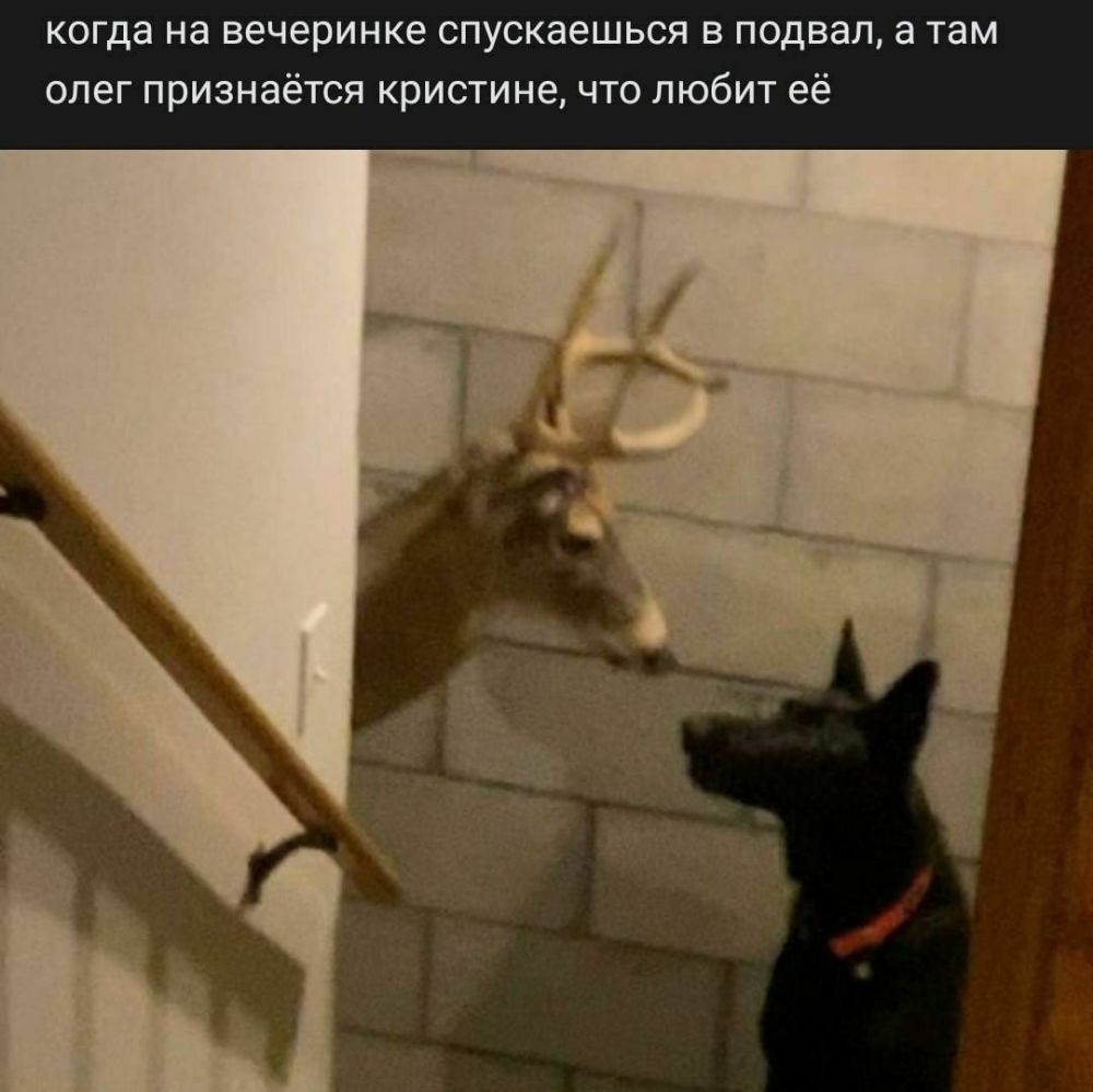 когда на вечеринке спускаешься в подвал а там олег признаётся кристине что любит её