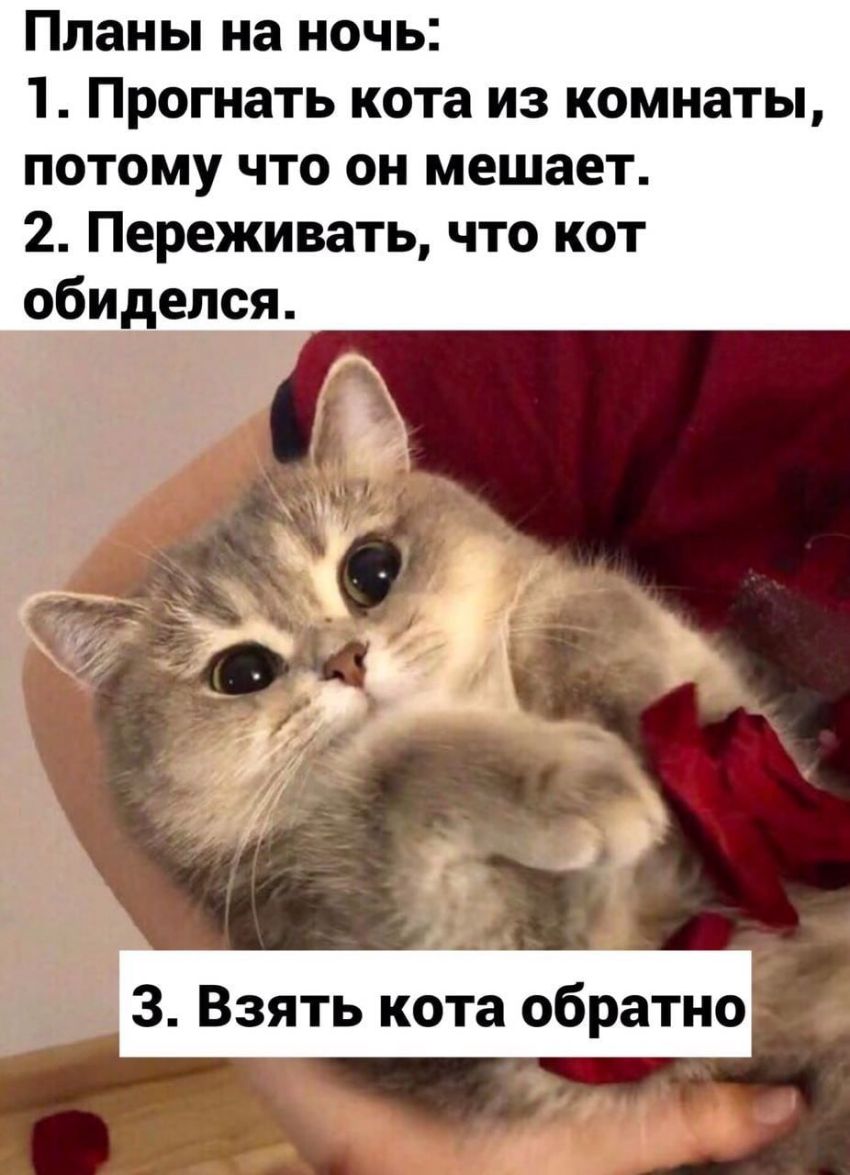 Планы на ночь 1 Прогнать кота из комнаты потому что он мешает 2 Переживать что кот обиделся А 41 3 Взять кота обратно
