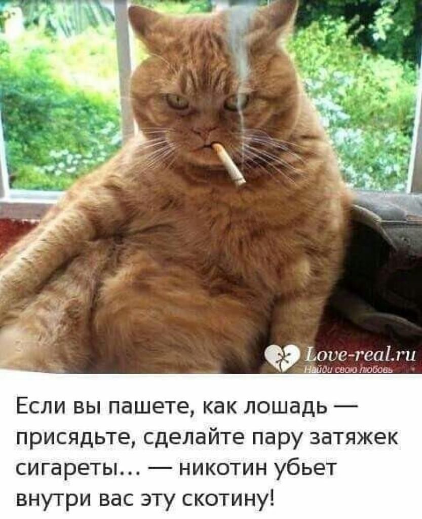 Ьоиегеаіши Нанси сии пищи Если вы пашете как лошадь присядьте сделайте пару затяжек сигареты никотин убьет внутри вас эту скотину