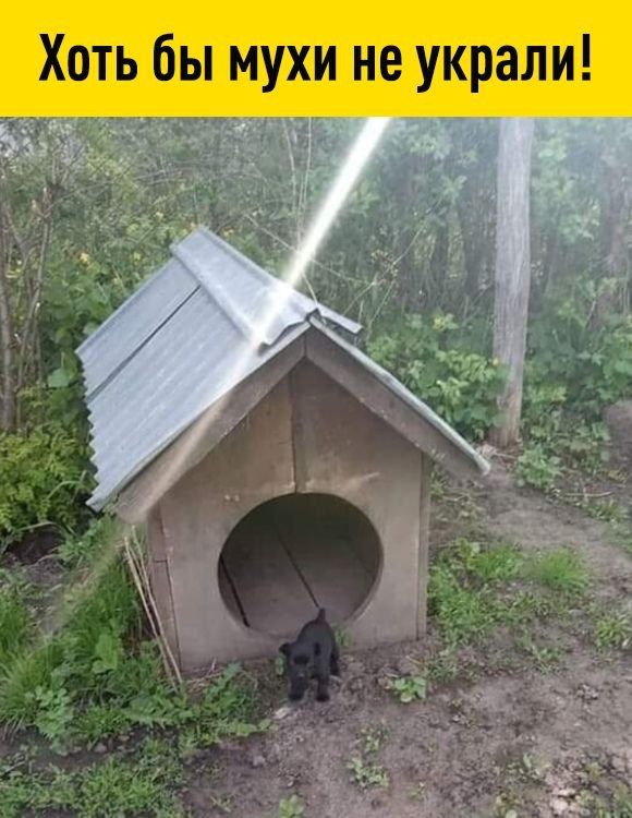 Хоть бы мухи не украли