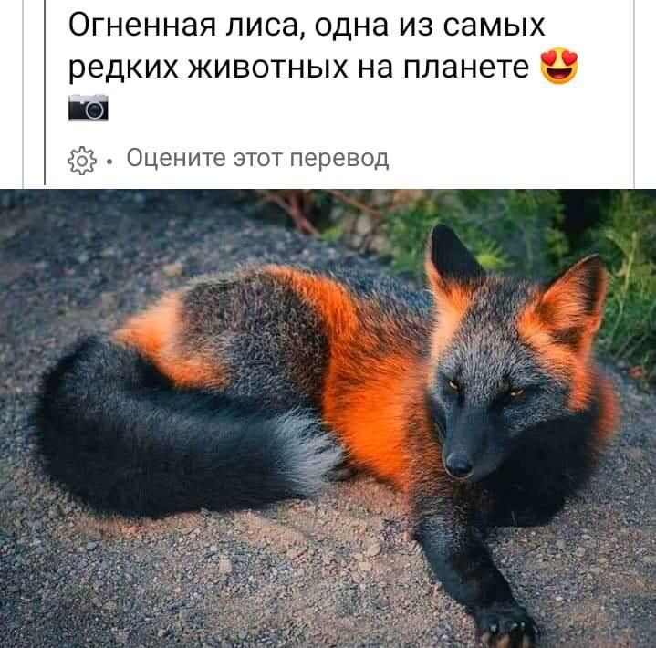 Огненная лиса одна из самых редких животных на планете Ш Оцените этот перевод