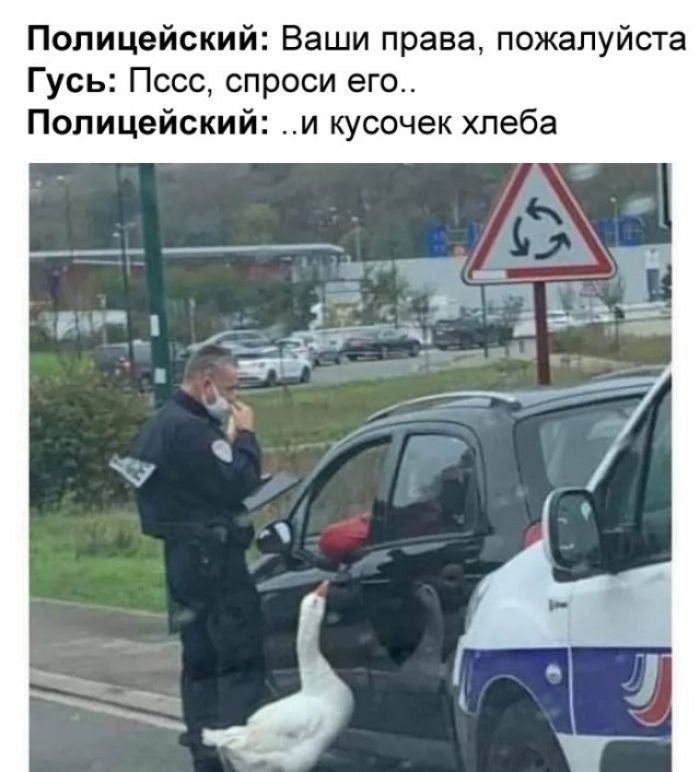 Полицейский Ваши права пожалуйста Гусь Пссс спроси его Полицейский и кусочек хлеба