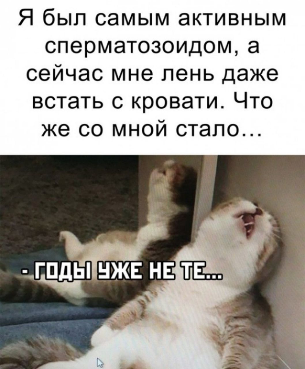 Я бЫЛ самым активным сперматозоидом а сейчас мне лень даже встать с кровати Что же со мной стало