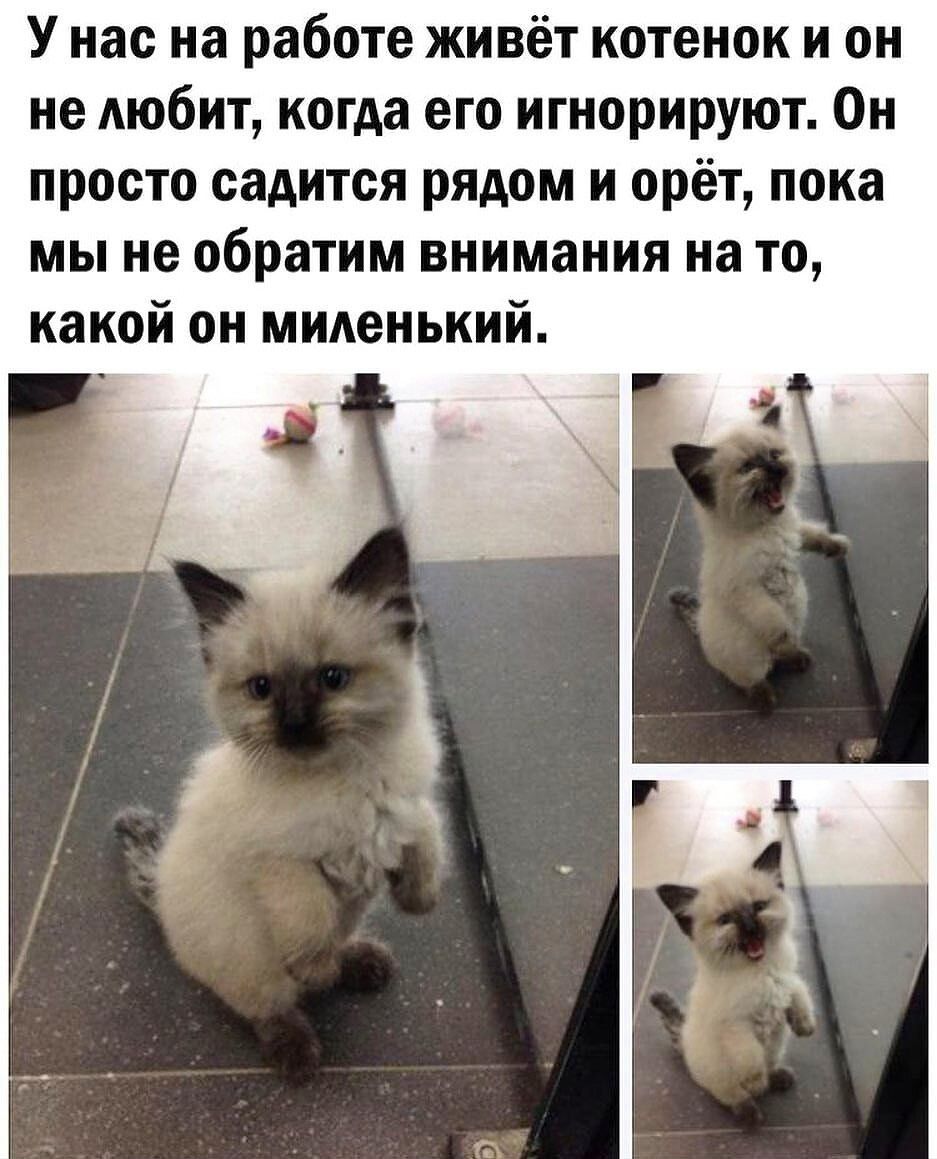 У нас на работе живёт котенок и он не любит когда его игнорируют Он просто садится рядом и орёт пока мы не обратим внимания на то какой он миленький