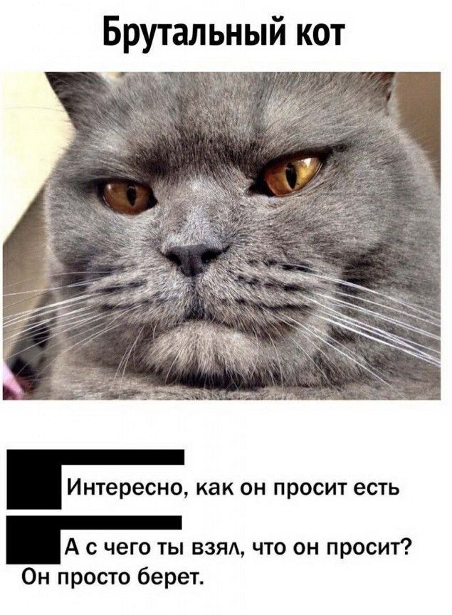 Брутальный кот Интересно как он просит есть А с чего ты взяд что он просит Он просто берет