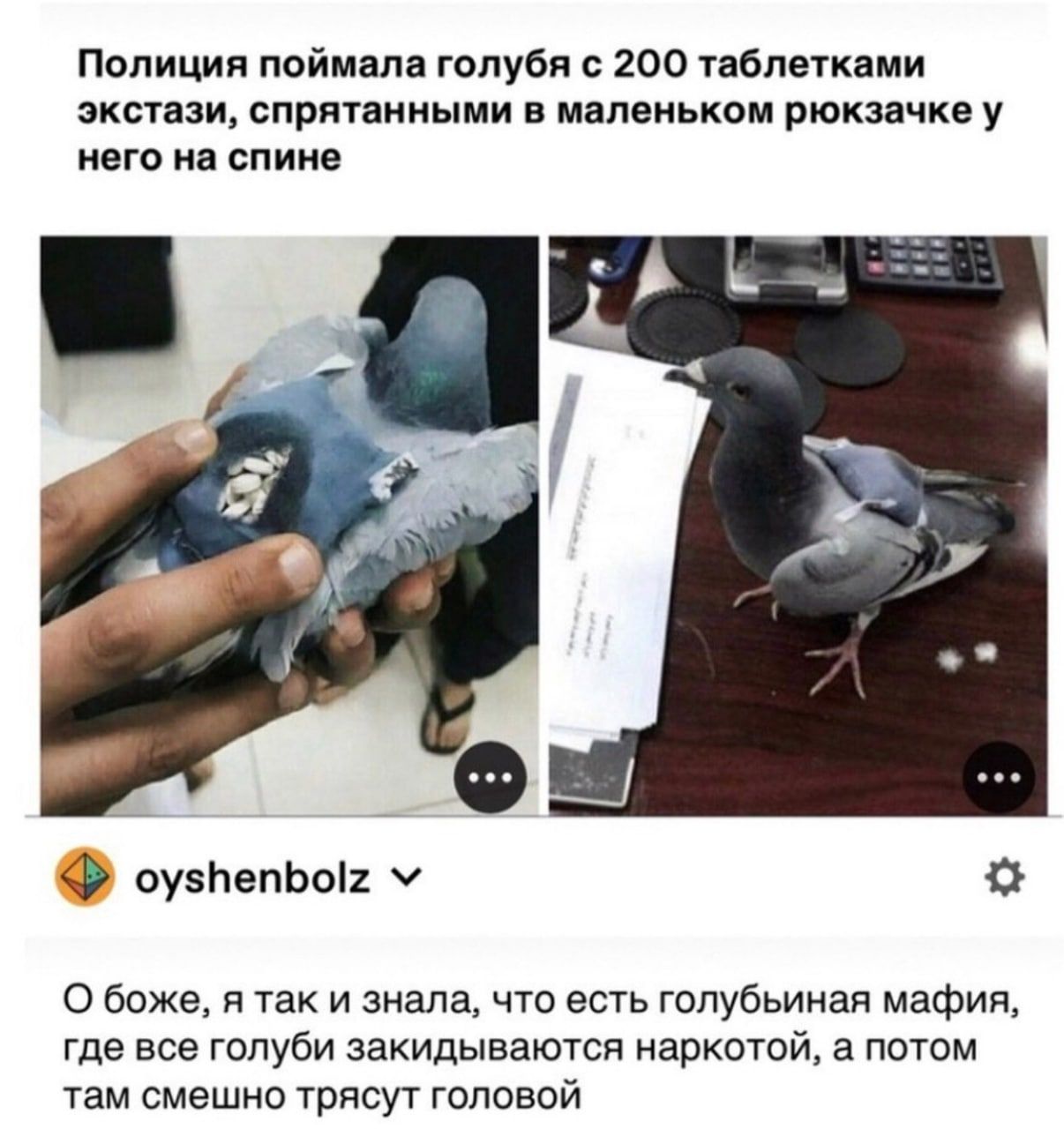 Полиция поймала голубя с 200 таблетками экстази спрятанными в маленьком рюкзачке у него на спине оузЬепЬоіг С О боже я так и знала что есть голубьиная мафия где все голуби закидываются наркотой а потом там смешно трясут головой