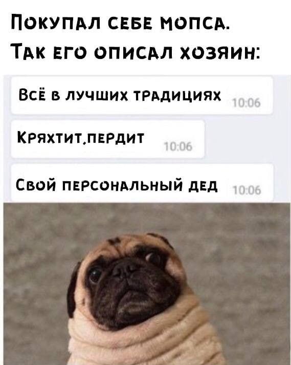 Покупдл СЕБЕ мопсд ТАК ЕГО описдл хозяин ВсЁ в лучших ТРАдициях КРЯХТИТЛЕРДИТ Свой пврсондльный двд