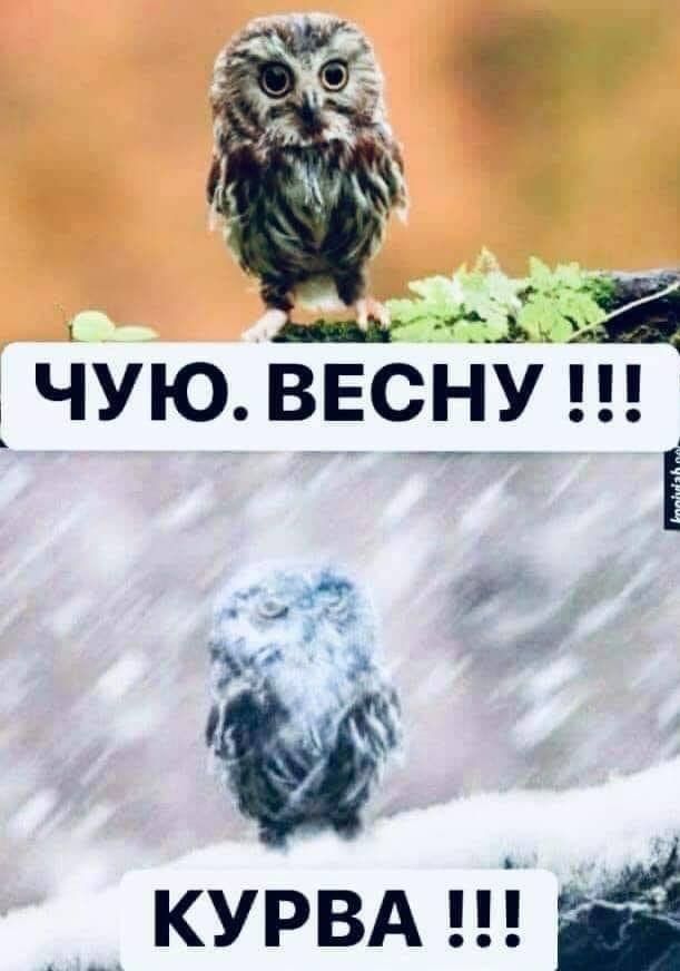 ЧУЮ ВЕСНУ Ё _ курвдщ