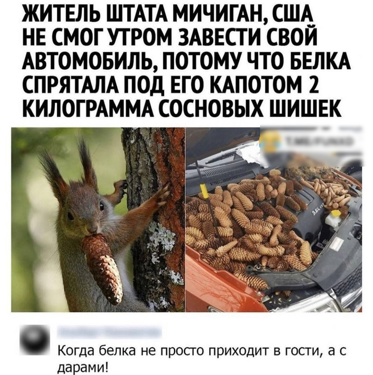 ЖИТЕЛЬ ШТАТА МИЧИГАН США__ НЕ СМОГ УТРОМ ЗАВЕСТИ СВОИ АВТОМОБИЛЬ ПОТОМУ ЧТО БЕЛКА СПРЯТАЛА ПОД ЕГО КАПОТОМ 2 КИЛОГРАММА СОСНОВЫХ ШИШЕК Когда белка не просто приходит в гости а с дарами