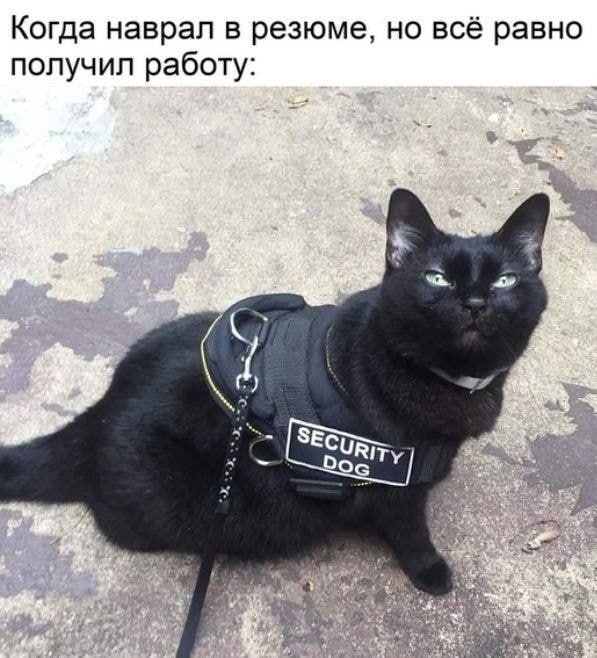 Когда наврал в резюме но всё равно получил работу