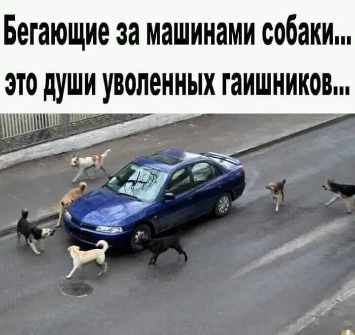 Бегающие за машинами собаки это души уволеиных гаишников А __ г РЗК _ _ _ дог _ іы гг ы Я 14