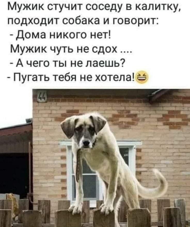 Мужик стучит соседу в калитку подходит собака и говорит Дома никого нет Мужик чуть не сдох А чего ты не лаешь Пугать тебя не хотела