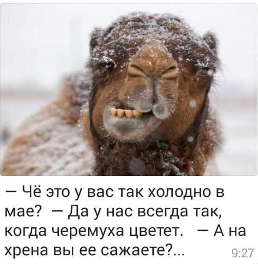 Чё это у вас так холодно в мае Да у нас всегда так когда черемуха цветет А на хрена вы ее сажаете 9