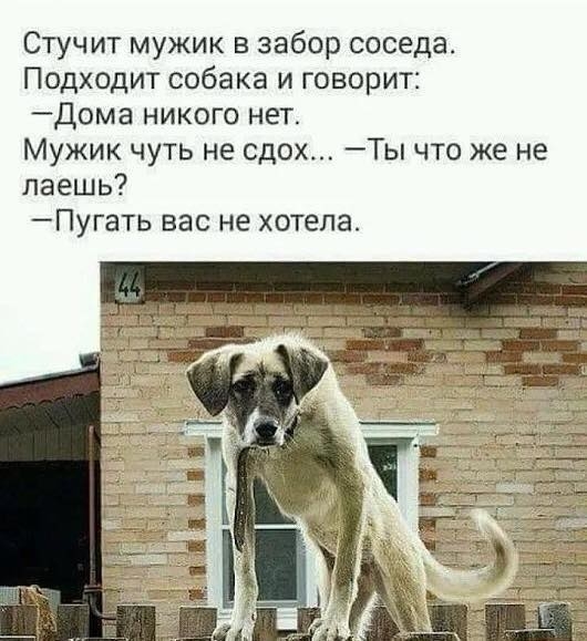 Стучит мужик в забор соседа Подходит собака и говорит Дома никого нет Мужик чуть не сдох Ты что же не даешь ПУГЗТЬ Вас не ХОТЕЛЭ