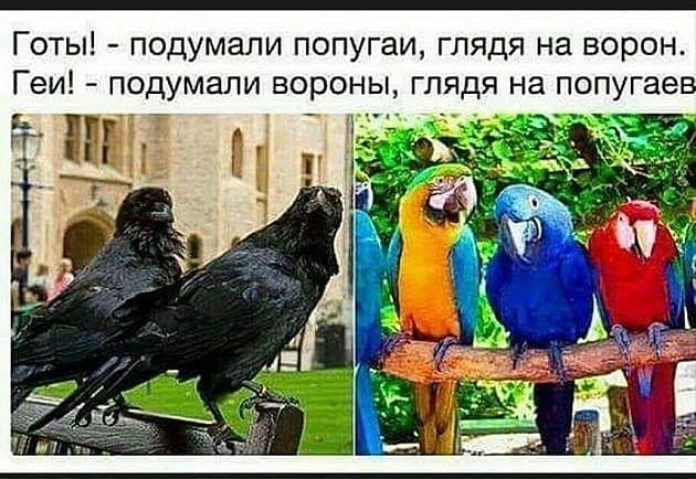 Готы подумали попугаи глядя на ворон Геи подумали вороны глядя на попугае