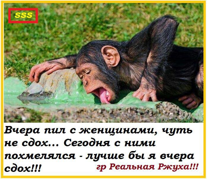 Вчера пил с женщинами чуть не сдох Сегодня с ними похмелялся лучше бы я вчера сдох гр Реальная Ржуха