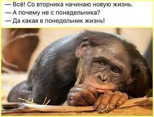 Всё Со вторника начинаю новую жизнь А почему не с понедельника Да какая в понедельник жизнь