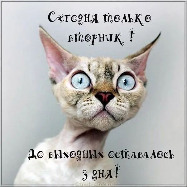 егечэёня тшыкеоз тщнпц