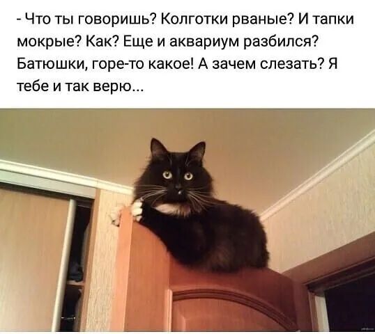 Что ты говоришь Колготки рваные И тапки мокрые Как Еще и аквариум разбился Батюшки горе то какое А зачем слезать Я тебе и так верю