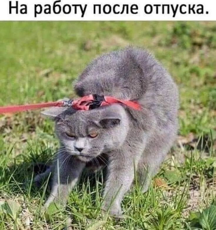 На работу по_сле отпуска _ ч _ _