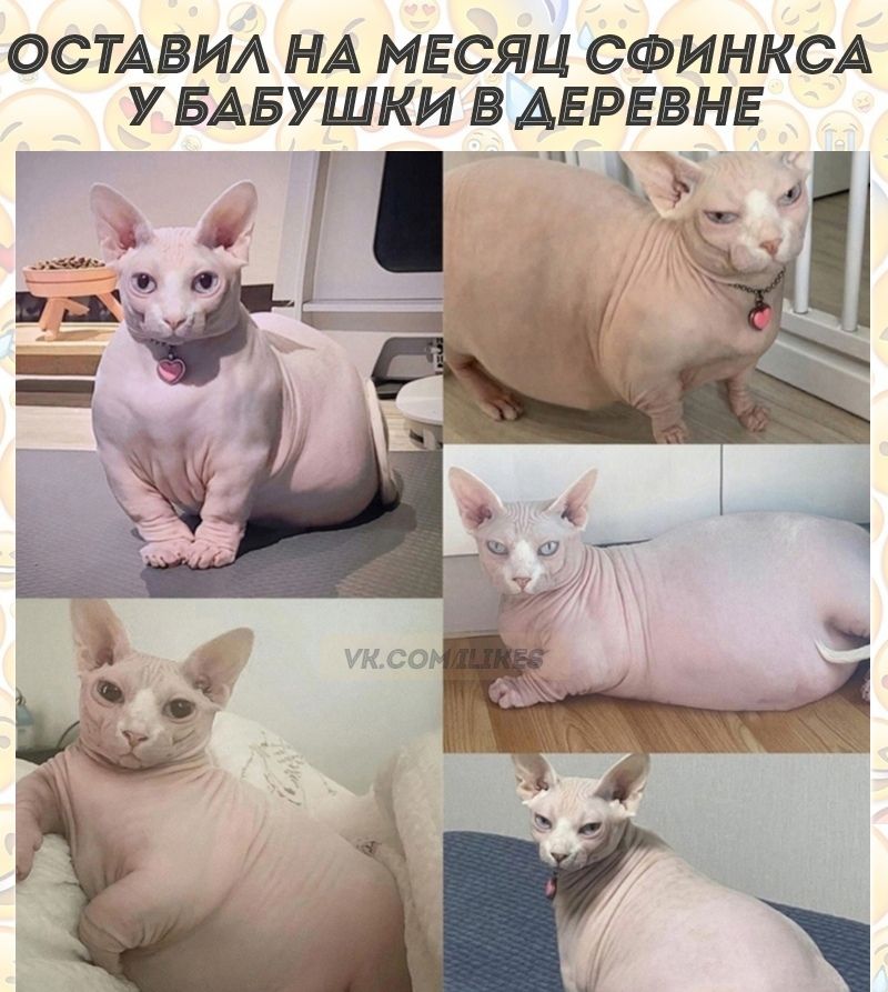 ОСТАВИА НА МЕСЯЦ СФИНКСА У БАБУШКИ В АЕРЕВНЕ Ь_