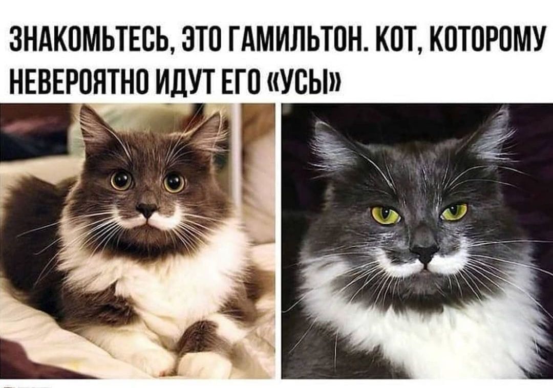 ЗНАКВМЬТЕБЬ ЗТО ГАМИЛЬТОН КОТ КОТОРПМУ