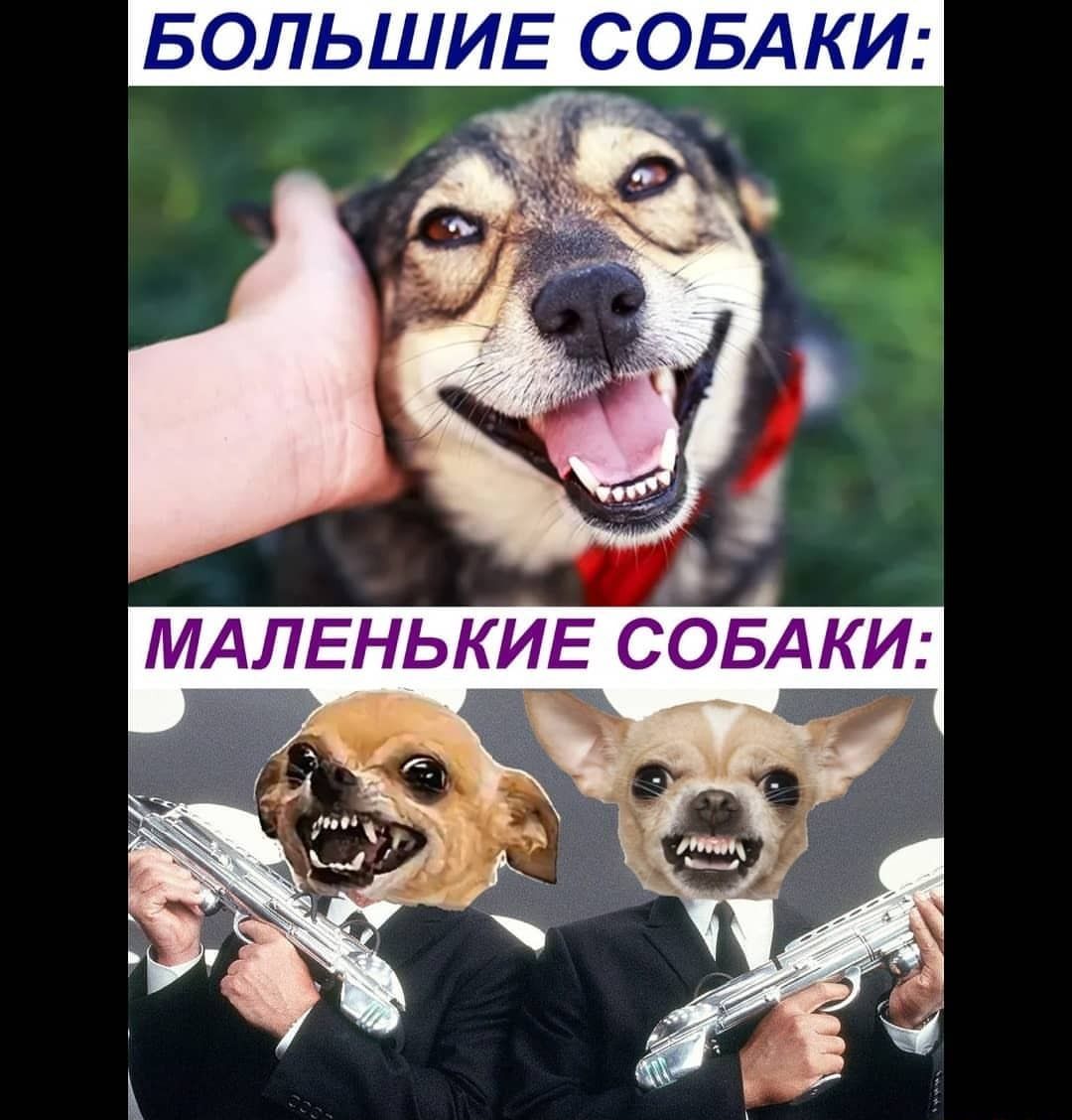 БОЛЬШИЕ СОБАКИ