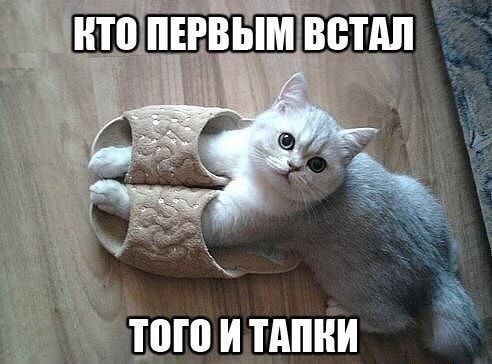 ню шыш д огоитдпни