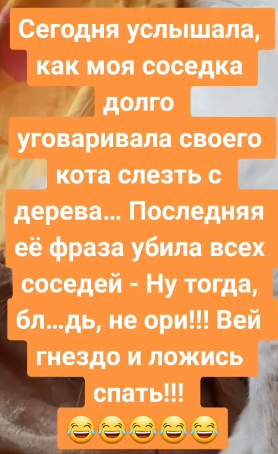 57 Сегодня услышала как моя соседка уговаривала своего кота слезть с дерева Последняя её фраза убила всех соседей Ну тогда блдь не ори Вей гнездо и ложись