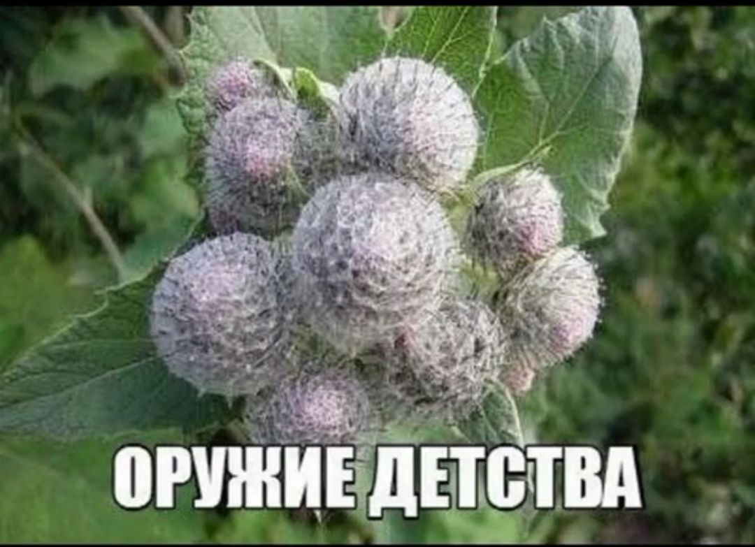 огчщёічдчаівд