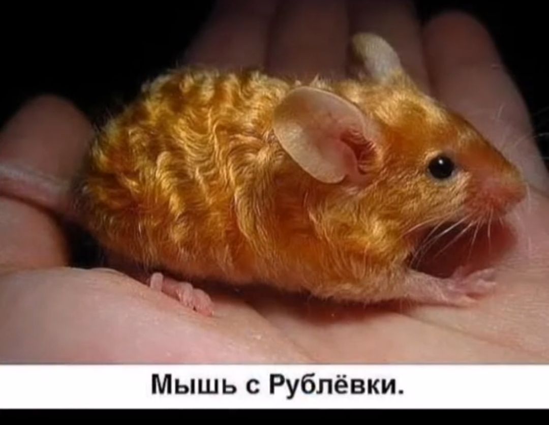 Мышь с Рублевки
