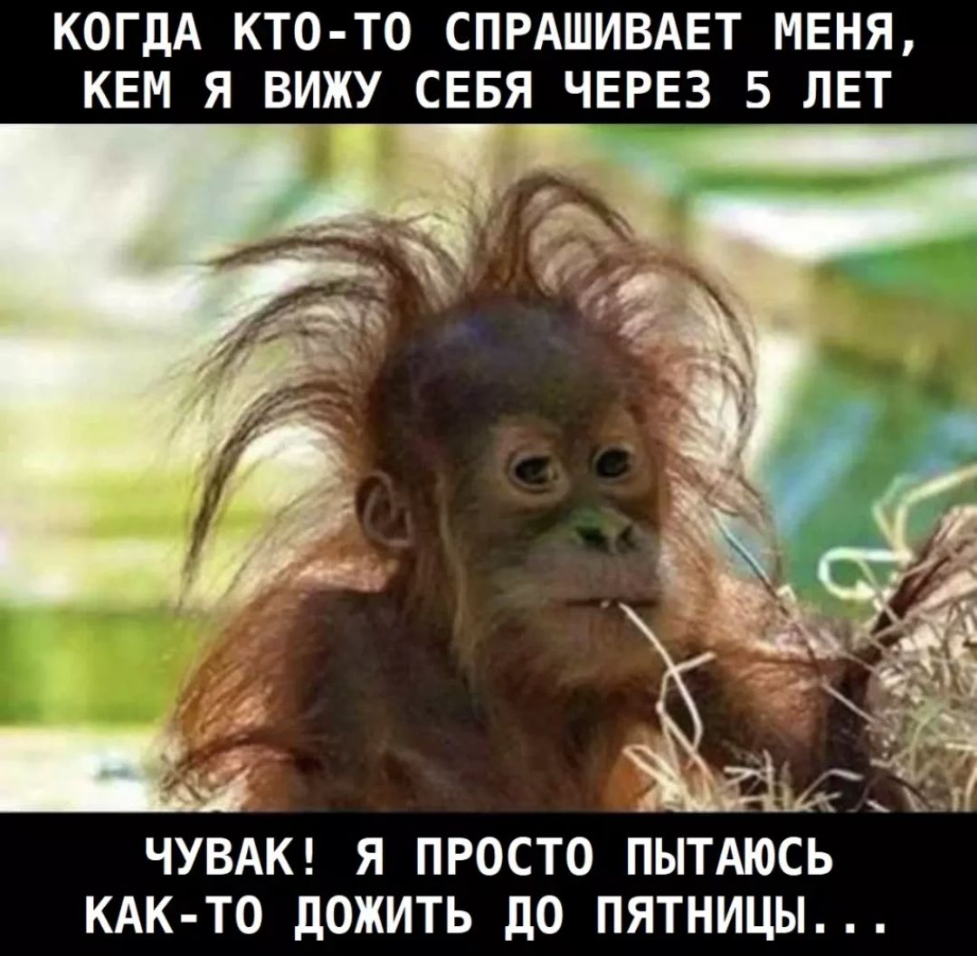 КОГДА КТО ТО СПРАШИВАЕТ МЕНЯ КЕМ Я ВИЖУ СЕБЯ ЧЕРЕЗ 5 ЛЕТ Ь ЧУВАК Я ПРОСТО ПЫТАЮСЬ КАК ТО дОЖИТЬ до ПЯТНИЦЫ