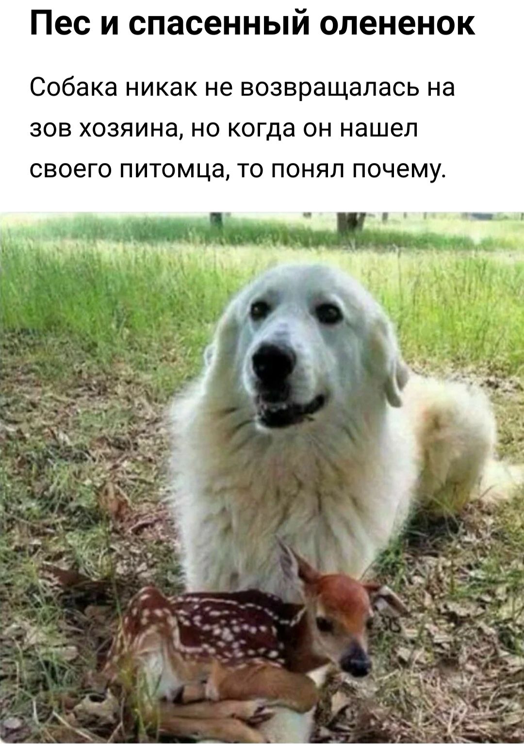Пес и спасенный олененок Собака никак не ВОЗВРЭЩЗПЗСЬ на 303 ХОЗЯИНЭ НО КОГДЗ ОН нашел своего питомца ТО ПОНЯП ПОЧЕМУ