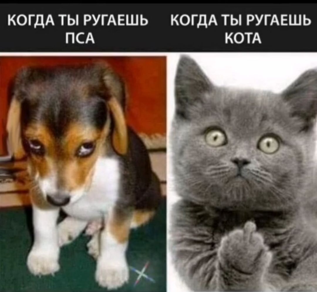 КОГДА ТЫ РУГАЕШЬ КОГДА ТЫ РУГАЕШЬ ПСА КОТА