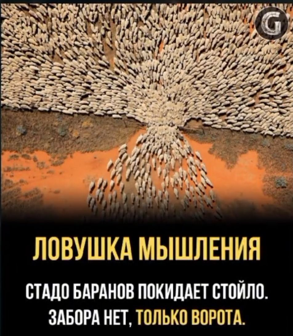 ЛОВУШКА МЫШЛЕНИН СТАЛИ БАРАНПВ ППКИДАП СТПЙПП ЗАБПРА НЕТ ТОЛЬКО ВОРОТА