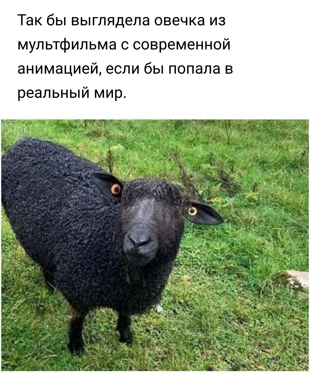 Так бы выглядела овечка из мультфильма с современной анимацией если бы попала в реальный мир