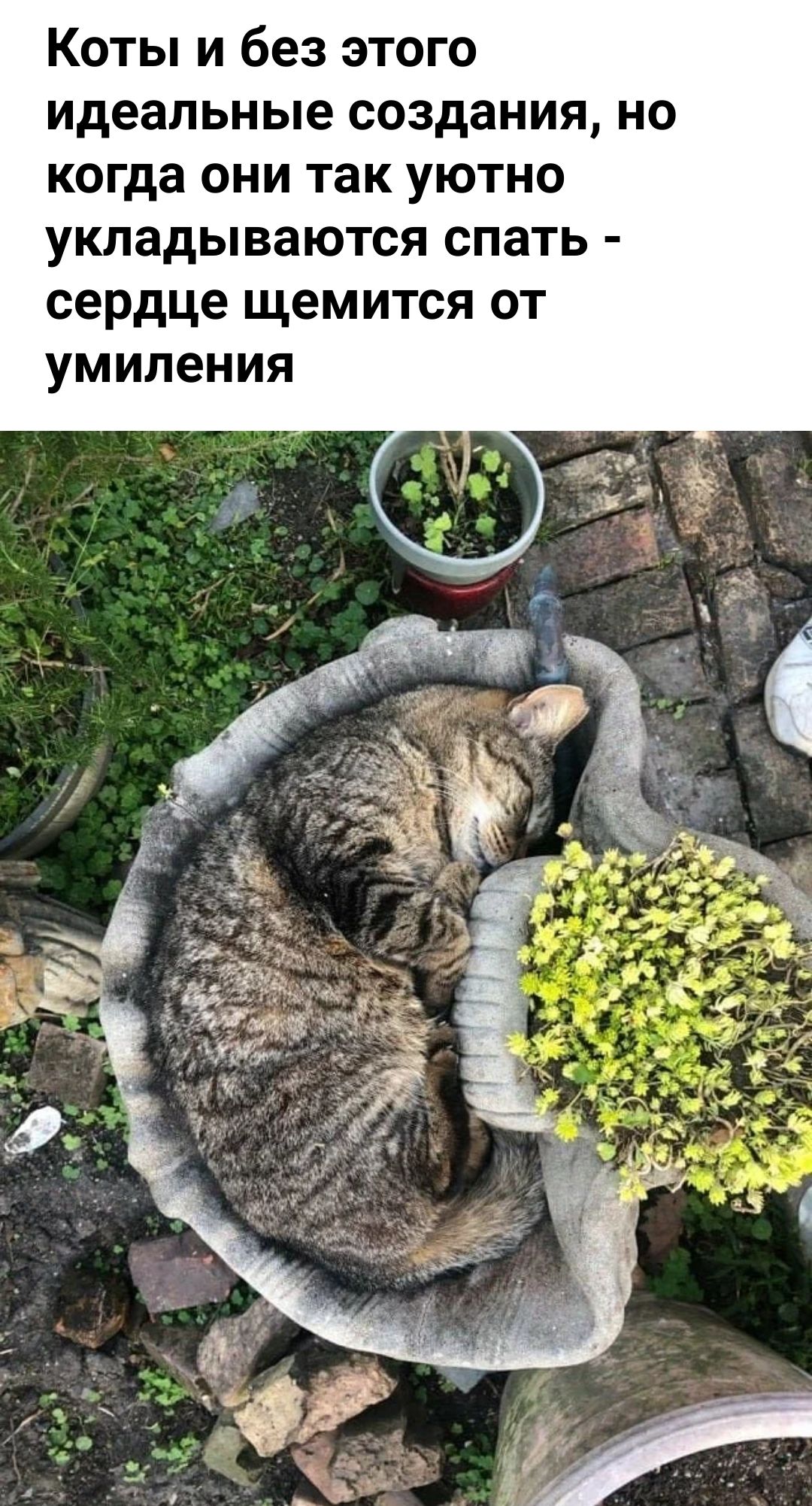 Коты и без этого идеальные создания но когда они так уютно укладываются спать сердце щемится от умиления