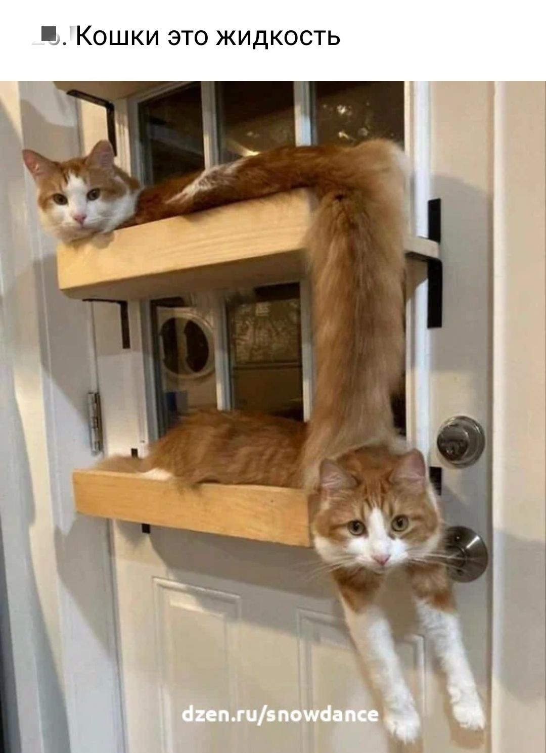 Кошки это жидкость