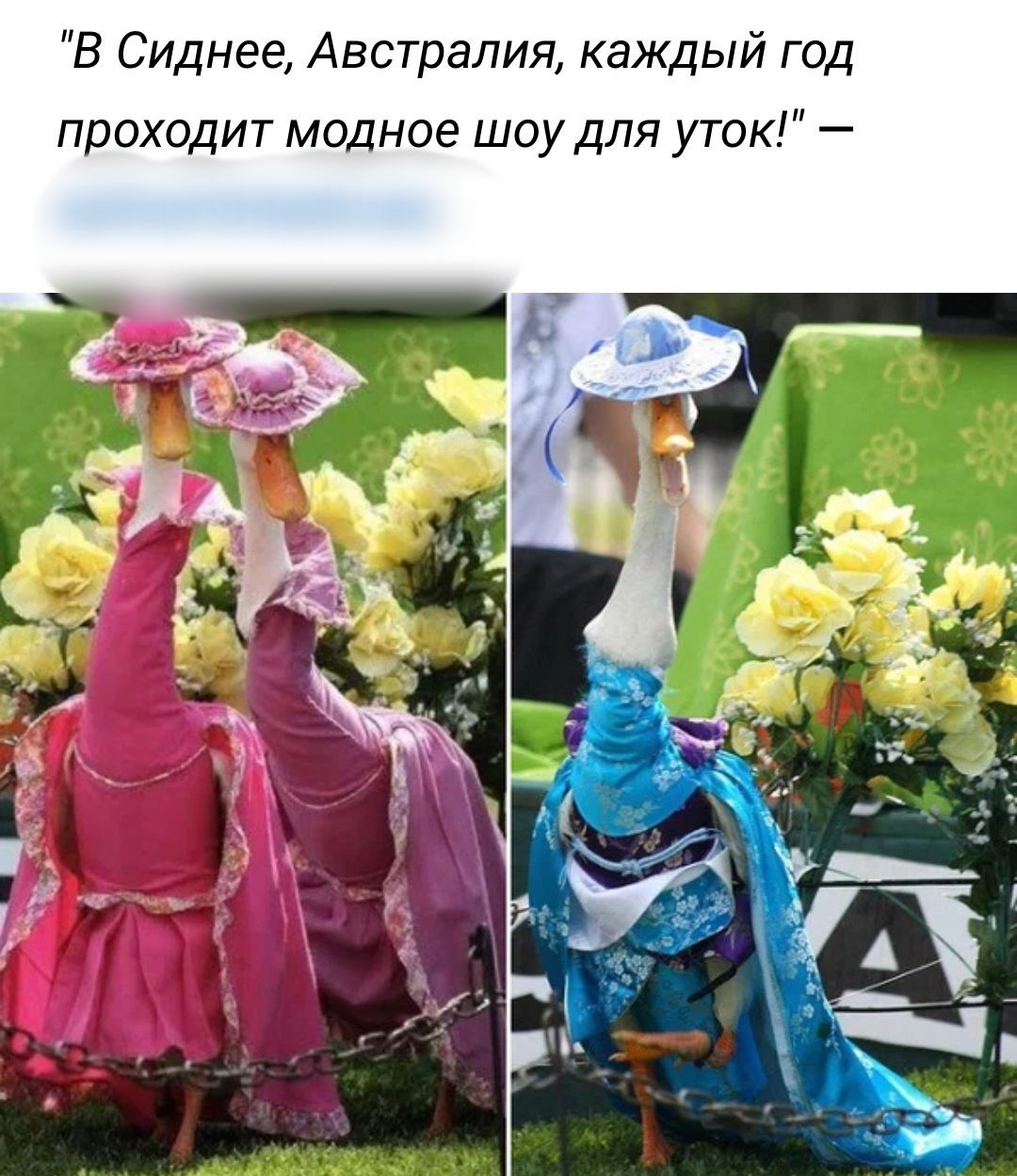 мода австралия